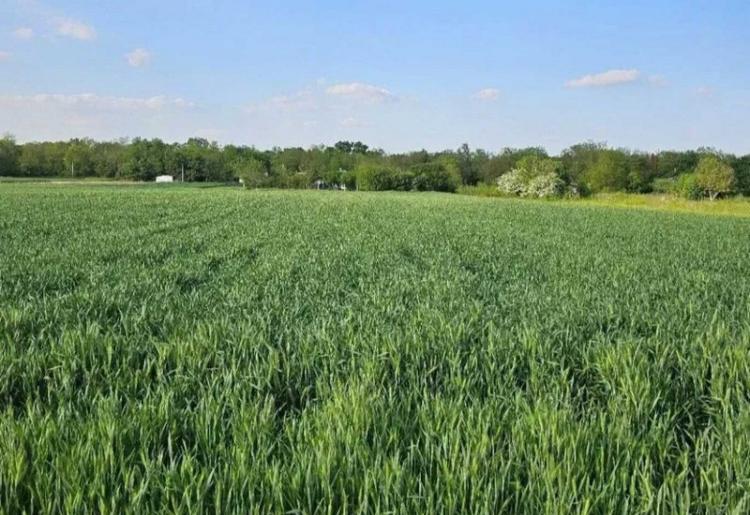 PRODAJA PLACA, BAČKI MONOŠTOR, šifra oglasa: 948.