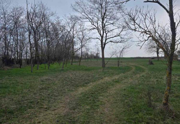 961. SALAŠ, BILIĆ
