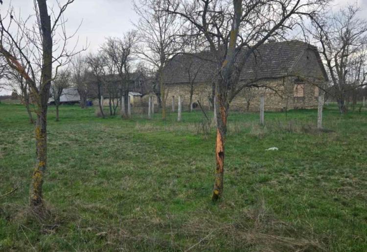 961. SALAŠ, BILIĆ